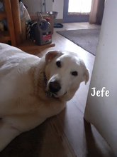 JEFE, Hund, Pyrenäenberghund-Mix in Badisch Schöllenbach - Bild 8
