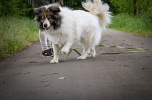 IDA, Hund, Pyrenäenberghund in Fürstenau - Bild 2