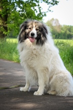 IDA, Hund, Pyrenäenberghund in Fürstenau - Bild 3