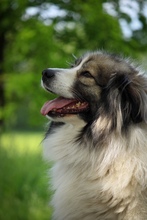 IDA, Hund, Pyrenäenberghund in Fürstenau - Bild 4