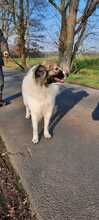 IDA, Hund, Pyrenäenberghund in Fürstenau - Bild 7