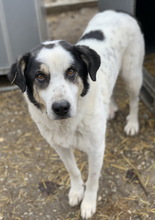 CONTI, Hund, Mischlingshund in Griechenland - Bild 11