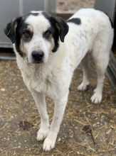 CONTI, Hund, Mischlingshund in Griechenland - Bild 2