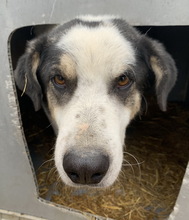 CONTI, Hund, Mischlingshund in Griechenland - Bild 3