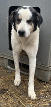 CONTI, Hund, Mischlingshund in Griechenland - Bild 4
