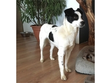 SOOKEE, Hund, Mischlingshund in Morbach - Bild 1
