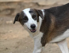 MARLOW, Hund, Mischlingshund in Bulgarien - Bild 1