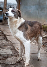 MARLOW, Hund, Mischlingshund in Bulgarien - Bild 10