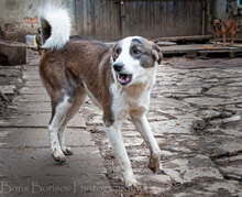MARLOW, Hund, Mischlingshund in Bulgarien - Bild 12