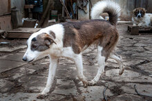 MARLOW, Hund, Mischlingshund in Bulgarien - Bild 13