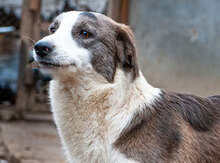MARLOW, Hund, Mischlingshund in Bulgarien - Bild 14