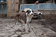 MARLOW, Hund, Mischlingshund in Bulgarien - Bild 15