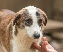 MARLOW, Hund, Mischlingshund in Bulgarien - Bild 16
