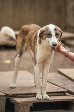 MARLOW, Hund, Mischlingshund in Bulgarien - Bild 17