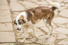 MARLOW, Hund, Mischlingshund in Bulgarien - Bild 18