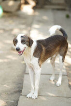 MARLOW, Hund, Mischlingshund in Bulgarien - Bild 2