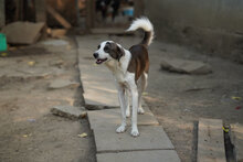MARLOW, Hund, Mischlingshund in Bulgarien - Bild 3