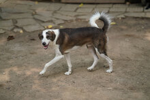 MARLOW, Hund, Mischlingshund in Bulgarien - Bild 4