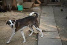 MARLOW, Hund, Mischlingshund in Bulgarien - Bild 5