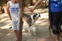 MARLOW, Hund, Mischlingshund in Bulgarien - Bild 6