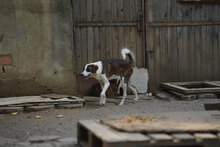 MARLOW, Hund, Mischlingshund in Bulgarien - Bild 7