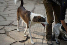 MARLOW, Hund, Mischlingshund in Bulgarien - Bild 8