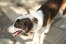 MARLOW, Hund, Mischlingshund in Bulgarien - Bild 9