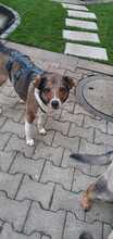 TIRAMISU, Hund, Mischlingshund in Bad Friedrichshall - Bild 3