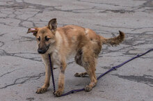 SVEN, Hund, Mischlingshund in Jade - Bild 5