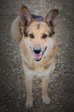 CAESAR, Hund, Deutscher Schäferhund-Mix in Slowakische Republik - Bild 2