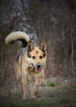 CAESAR, Hund, Deutscher Schäferhund-Mix in Slowakische Republik - Bild 5