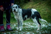 JACOB, Hund, Mischlingshund in Bad Wünnenberg - Bild 1
