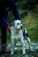 JACOB, Hund, Mischlingshund in Bad Wünnenberg - Bild 11