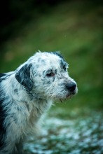 JACOB, Hund, Mischlingshund in Bad Wünnenberg - Bild 2