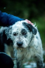 JACOB, Hund, Mischlingshund in Bad Wünnenberg - Bild 3