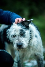 JACOB, Hund, Mischlingshund in Bad Wünnenberg - Bild 4