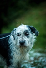 JACOB, Hund, Mischlingshund in Bad Wünnenberg - Bild 5