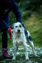 JACOB, Hund, Mischlingshund in Bad Wünnenberg - Bild 6