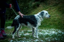 JACOB, Hund, Mischlingshund in Bad Wünnenberg - Bild 7