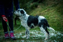 JACOB, Hund, Mischlingshund in Bad Wünnenberg - Bild 9