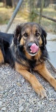 TRITONAS, Hund, Mischlingshund in Griechenland - Bild 1