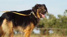 TRITONAS, Hund, Mischlingshund in Griechenland - Bild 11