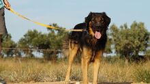 TRITONAS, Hund, Mischlingshund in Griechenland - Bild 12