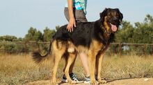 TRITONAS, Hund, Mischlingshund in Griechenland - Bild 13