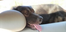TRITONAS, Hund, Mischlingshund in Griechenland - Bild 15