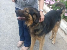 TRITONAS, Hund, Mischlingshund in Griechenland - Bild 16