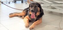 TRITONAS, Hund, Mischlingshund in Griechenland - Bild 17