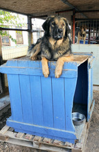 TRITONAS, Hund, Mischlingshund in Griechenland - Bild 19