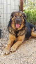 TRITONAS, Hund, Mischlingshund in Griechenland - Bild 20