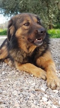 TRITONAS, Hund, Mischlingshund in Griechenland - Bild 21